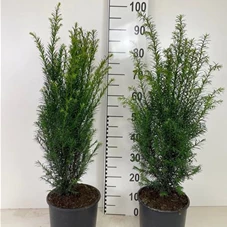 Taxus baccata - Heckenpflanzen, C 5 60- 80