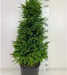 Heimische Eibe - Taxus baccata - Heckenpflanzen