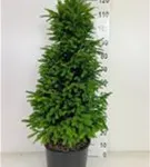 Heimische Eibe - Taxus baccata - Heckenpflanzen