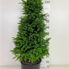 Taxus baccata - Heckenpflanzen, C 15 80- 100