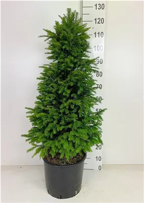 Heimische Eibe - Taxus baccata - Heckenpflanzen