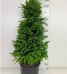 Heimische Eibe - Taxus baccata - Heckenpflanzen