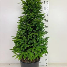 Taxus baccata - Heckenpflanzen, C 15 80- 100
