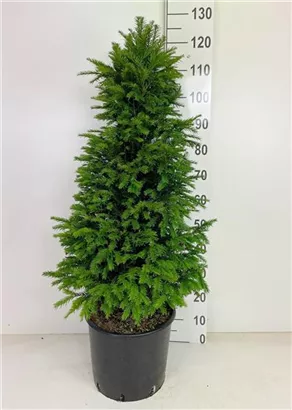 Heimische Eibe - Taxus baccata - Heckenpflanzen