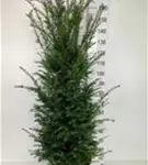 Heimische Eibe - Taxus baccata - Heckenpflanzen