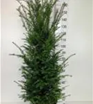 Heimische Eibe - Taxus baccata - Heckenpflanzen