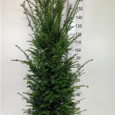 Taxus baccata - Heckenpflanzen, C 20 120- 140
