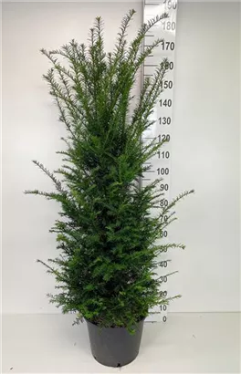 Heimische Eibe - Taxus baccata - Heckenpflanzen
