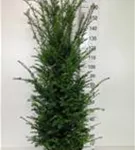 Heimische Eibe - Taxus baccata - Heckenpflanzen