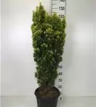 Eibe 'David' - Taxus baccata 'David'