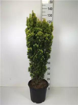 Eibe 'David' - Taxus baccata 'David'