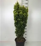 Eibe 'David' - Taxus baccata 'David'