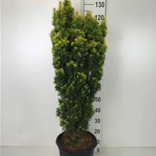 Taxus baccata 'David', C 15 90- 100