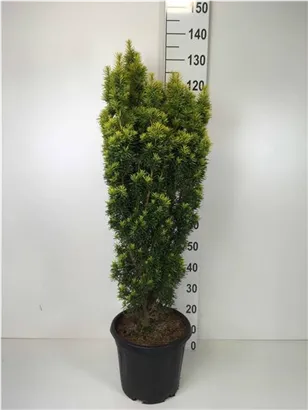 Eibe 'David' - Taxus baccata 'David'