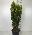 Eibe 'David' - Taxus baccata 'David' Eibe 'David' - Taxus baccata 'David'