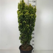 Taxus baccata 'David', C 15 90- 100 Taxus baccata 'David', C 15 90- 100