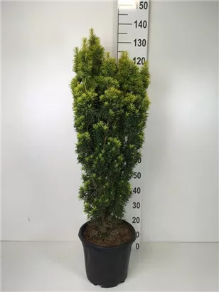 Eibe 'David' - Taxus baccata 'David' Eibe 'David' - Taxus baccata 'David'
