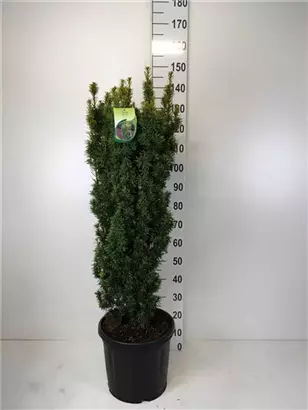 Eibe 'David' - Taxus baccata 'David'