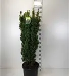 Eibe 'David' - Taxus baccata 'David'