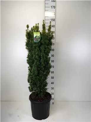 Eibe 'David' - Taxus baccata 'David'