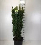 Eibe 'David' - Taxus baccata 'David' Eibe 'David' - Taxus baccata 'David'