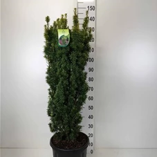 Taxus baccata 'David', C 20 110- 120 Taxus baccata 'David', C 20 110- 120