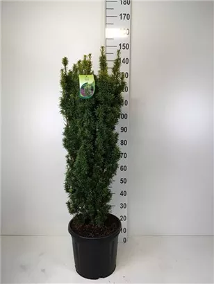 Eibe 'David' - Taxus baccata 'David' Eibe 'David' - Taxus baccata 'David'