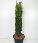 Gold-Säuleneibe - Taxus baccata 'Fastigiata Aurea'