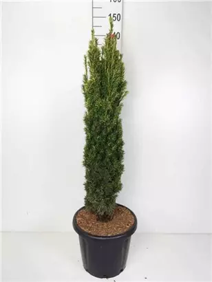 Gold-Säuleneibe - Taxus baccata 'Fastigiata Aurea'
