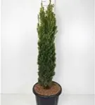 Gold-Säuleneibe - Taxus baccata 'Fastigiata Aurea'