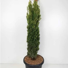 Taxus baccata 'Fastigiata Aurea', C 20 100- 120