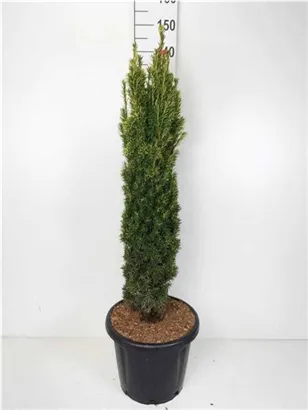 Gold-Säuleneibe - Taxus baccata 'Fastigiata Aurea'