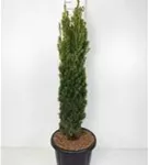Gold-Säuleneibe - Taxus baccata 'Fastigiata Aurea'