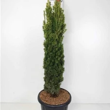 Taxus baccata 'Fastigiata Aurea', C 20 100- 120