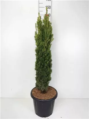 Gold-Säuleneibe - Taxus baccata 'Fastigiata Aurea'