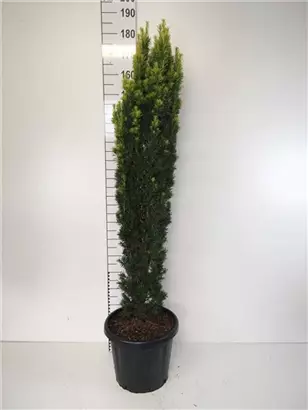 Gold-Säuleneibe - Taxus baccata 'Fastigiata Aurea'