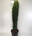 Gold-Säuleneibe - Taxus baccata 'Fastigiata Aurea'