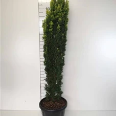 Taxus baccata 'Fastigiata Aurea', C 30 140- 160