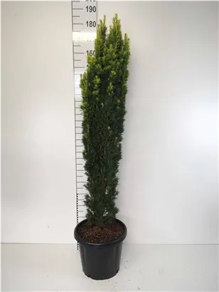 Gold-Säuleneibe - Taxus baccata 'Fastigiata Aurea'