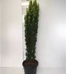 Gold-Säuleneibe - Taxus baccata 'Fastigiata Aurea'