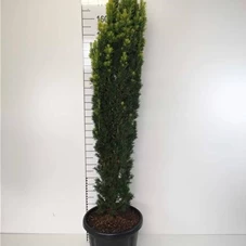 Taxus baccata 'Fastigiata Aurea', C 30 140- 160