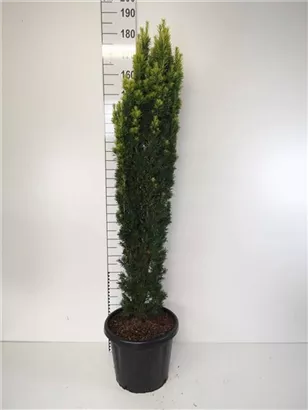 Gold-Säuleneibe - Taxus baccata 'Fastigiata Aurea'