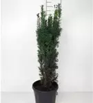 Schmale Säuleneibe - Taxus baccata 'Fastigiata Robusta'