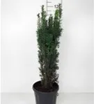 Schmale Säuleneibe - Taxus baccata 'Fastigiata Robusta'