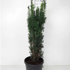 Taxus baccata 'Fastigiata Robusta', C 20 80- 100