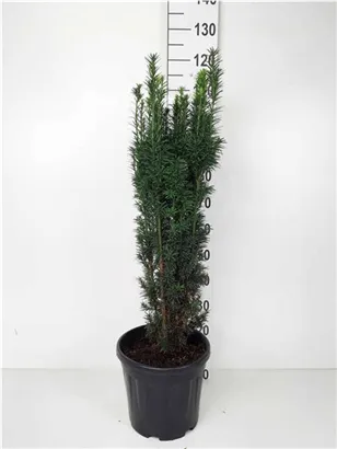 Schmale Säuleneibe - Taxus baccata 'Fastigiata Robusta'