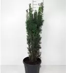 Schmale Säuleneibe - Taxus baccata 'Fastigiata Robusta'