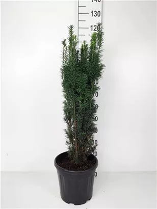 Schmale Säuleneibe - Taxus baccata 'Fastigiata Robusta'