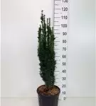 Schmale Säuleneibe - Taxus baccata 'Fastigiata Robusta'