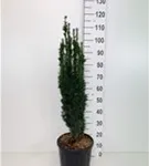 Schmale Säuleneibe - Taxus baccata 'Fastigiata Robusta'